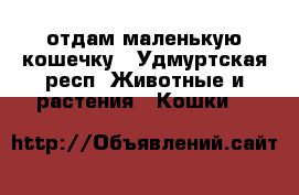 отдам маленькую кошечку - Удмуртская респ. Животные и растения » Кошки   
